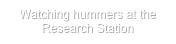 Watching hummers at the Research Station